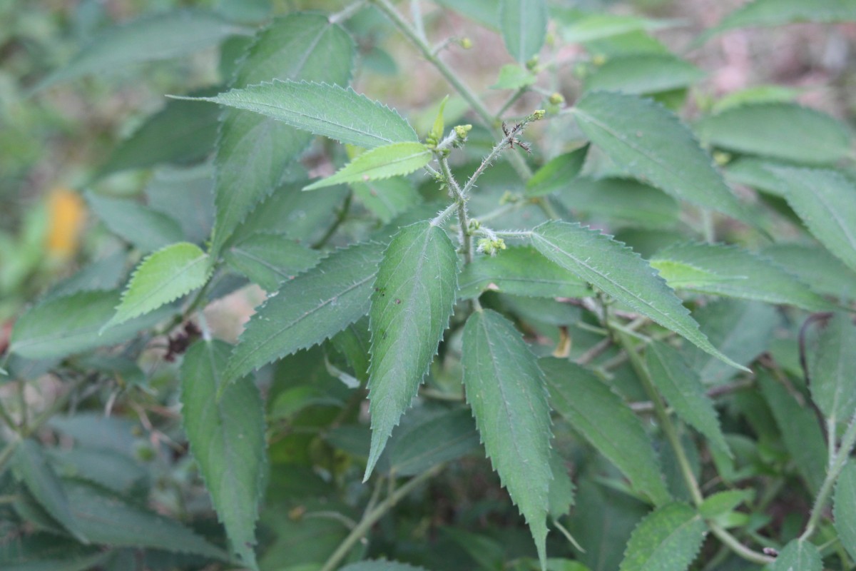 Tragia involucrata L.